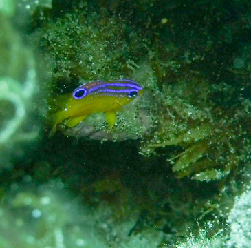 Dive Safaris-辛普森湾必去景点