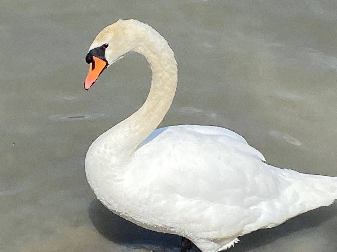 Southwater Country Park景点图片