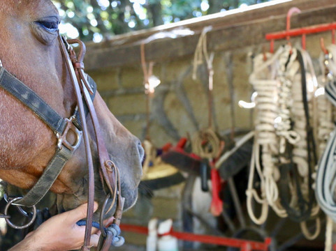 Veio Quarter Horses-罗马必去景点