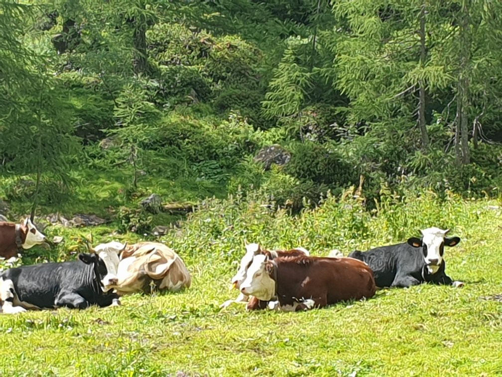 Parco dell'Alta Valsesia景点图片