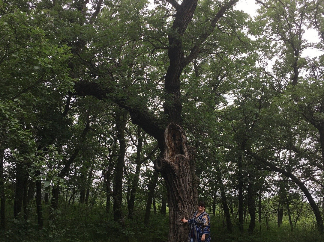 The Old Oak Tree-Souris必去景点