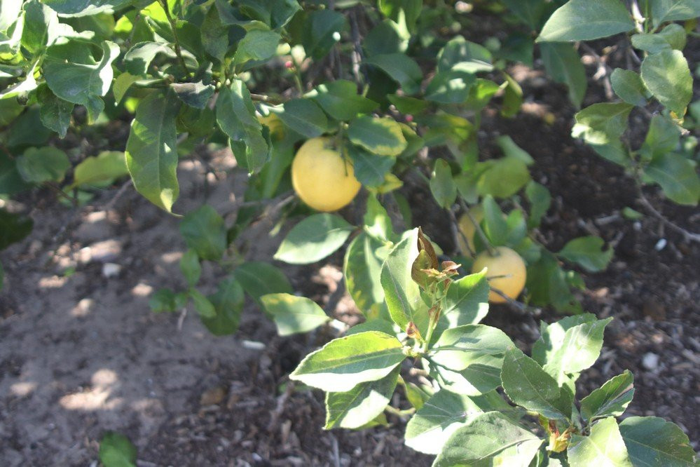 Citrus Ranch Park-Tustin必去景点