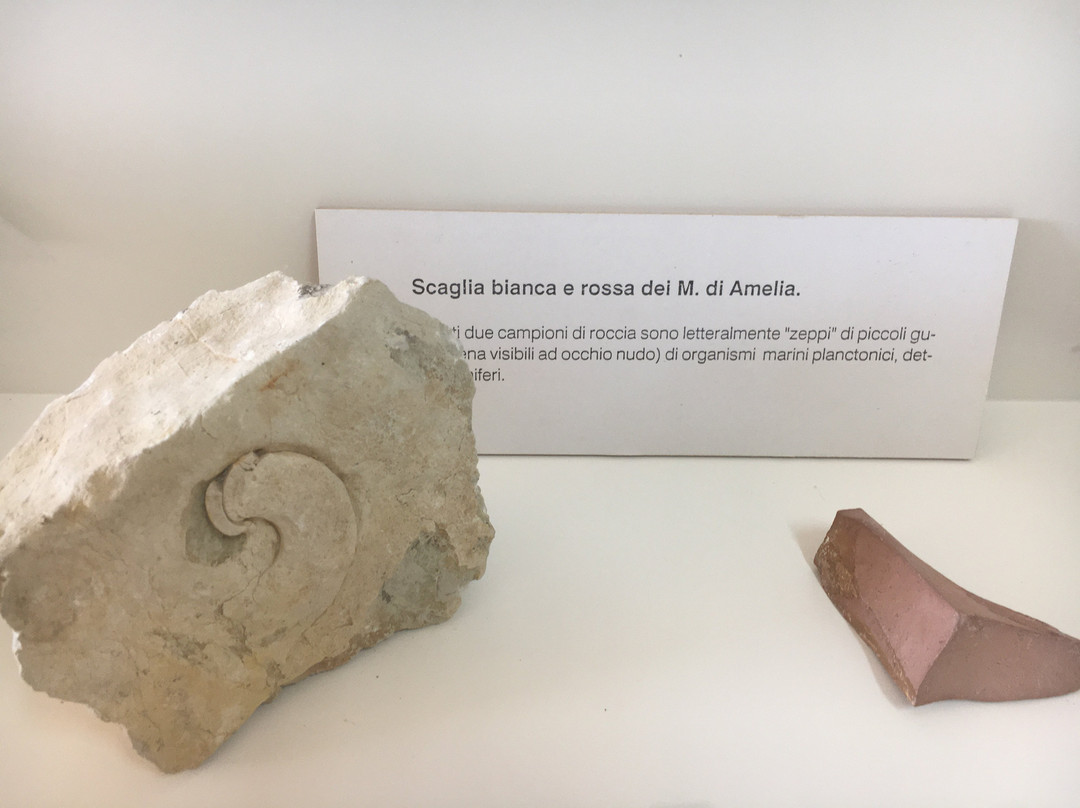 Centro di Paleontologia Vegetale della  Foresta Fossile di Dunarobba-Avigliano Umbro必去景点
