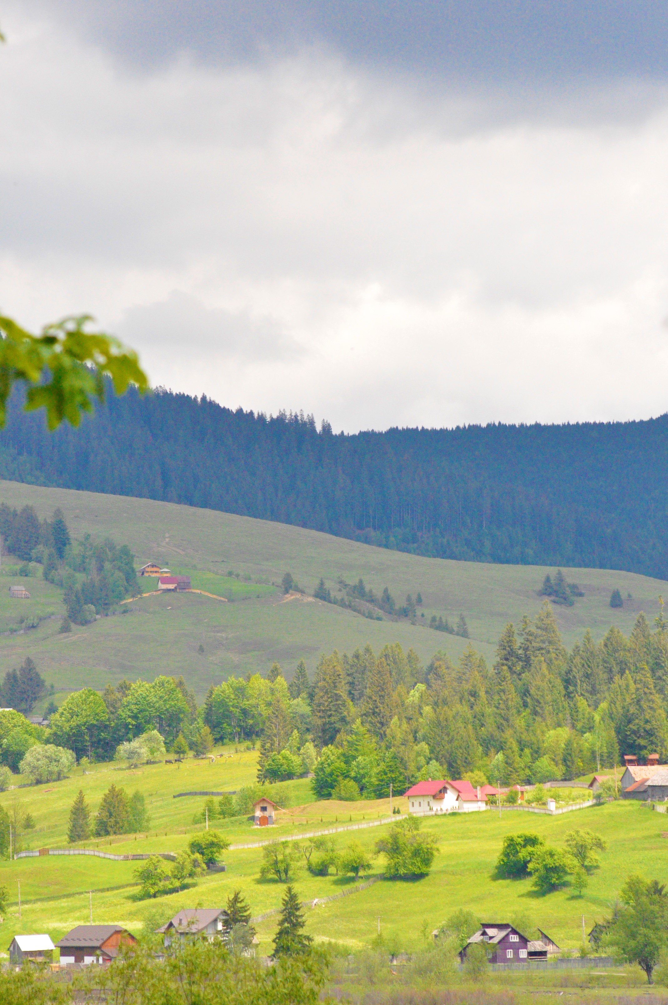 Varvara de Bucovina-portrait