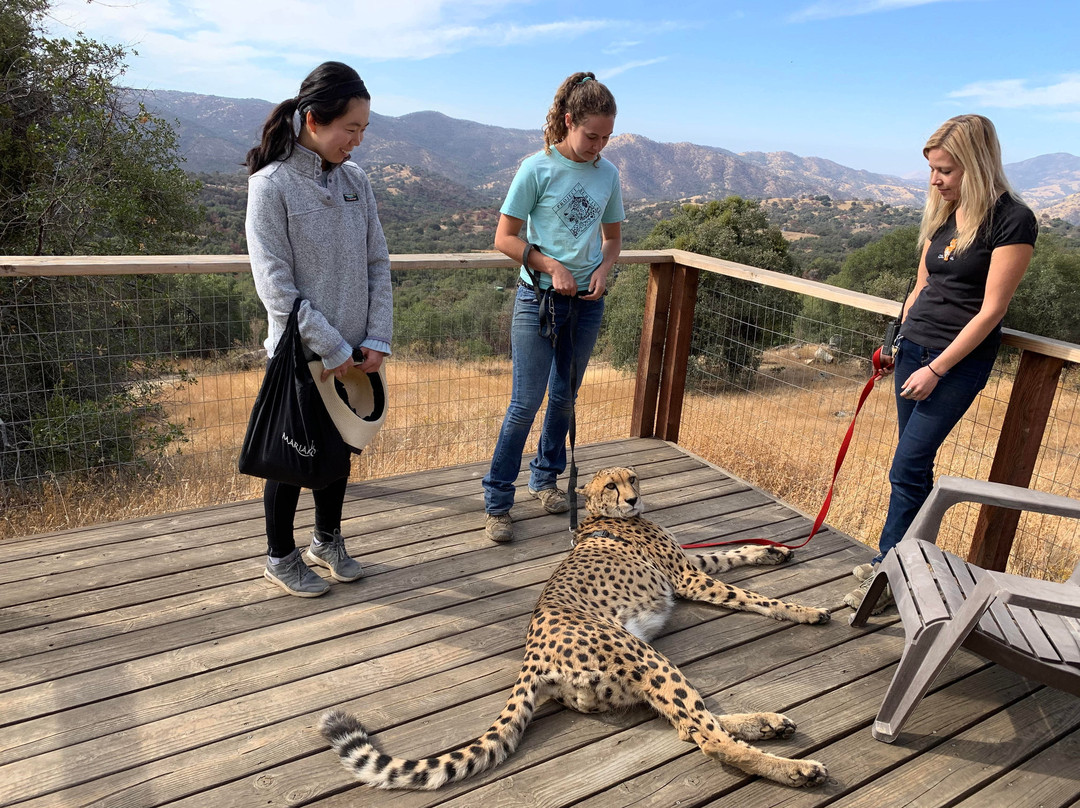 Project Survival's Cat Haven-Dunlap必去景点