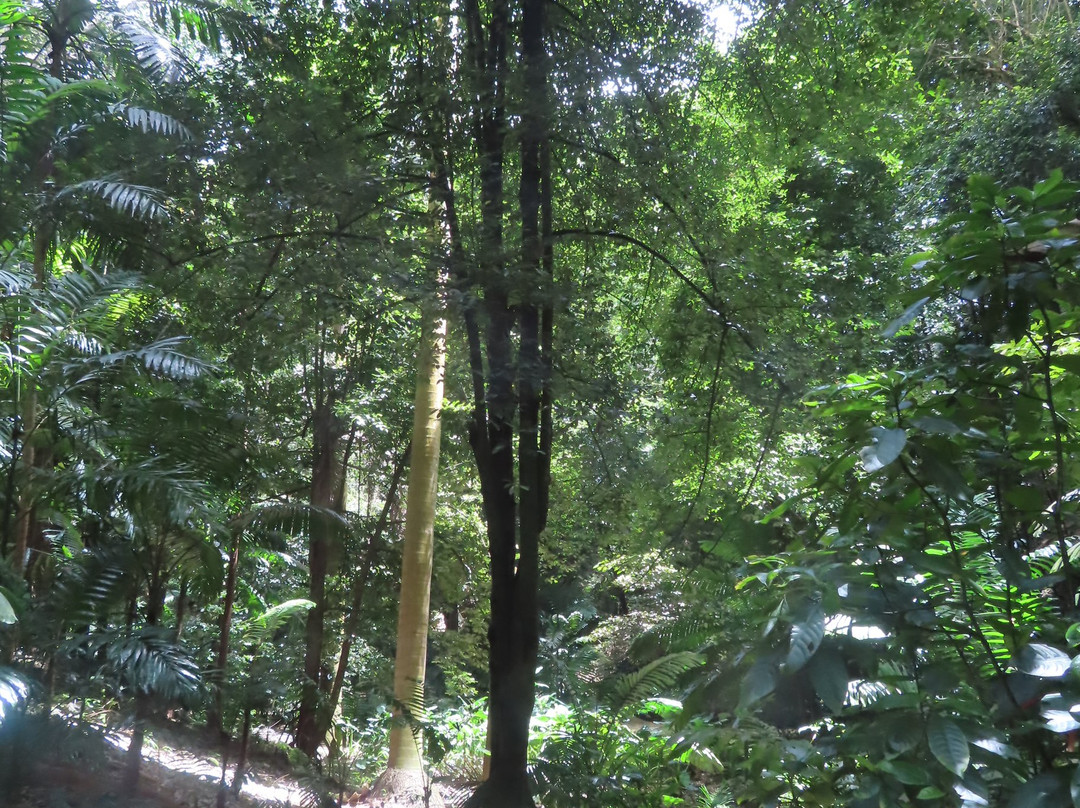 Welchman Hall Gully-Saint Thomas Parish必去景点