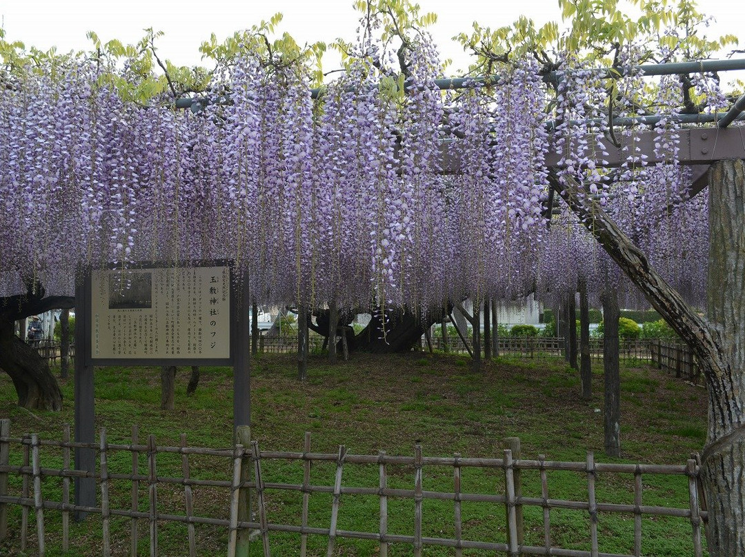 Tamashiki Shrine-加须市必去景点