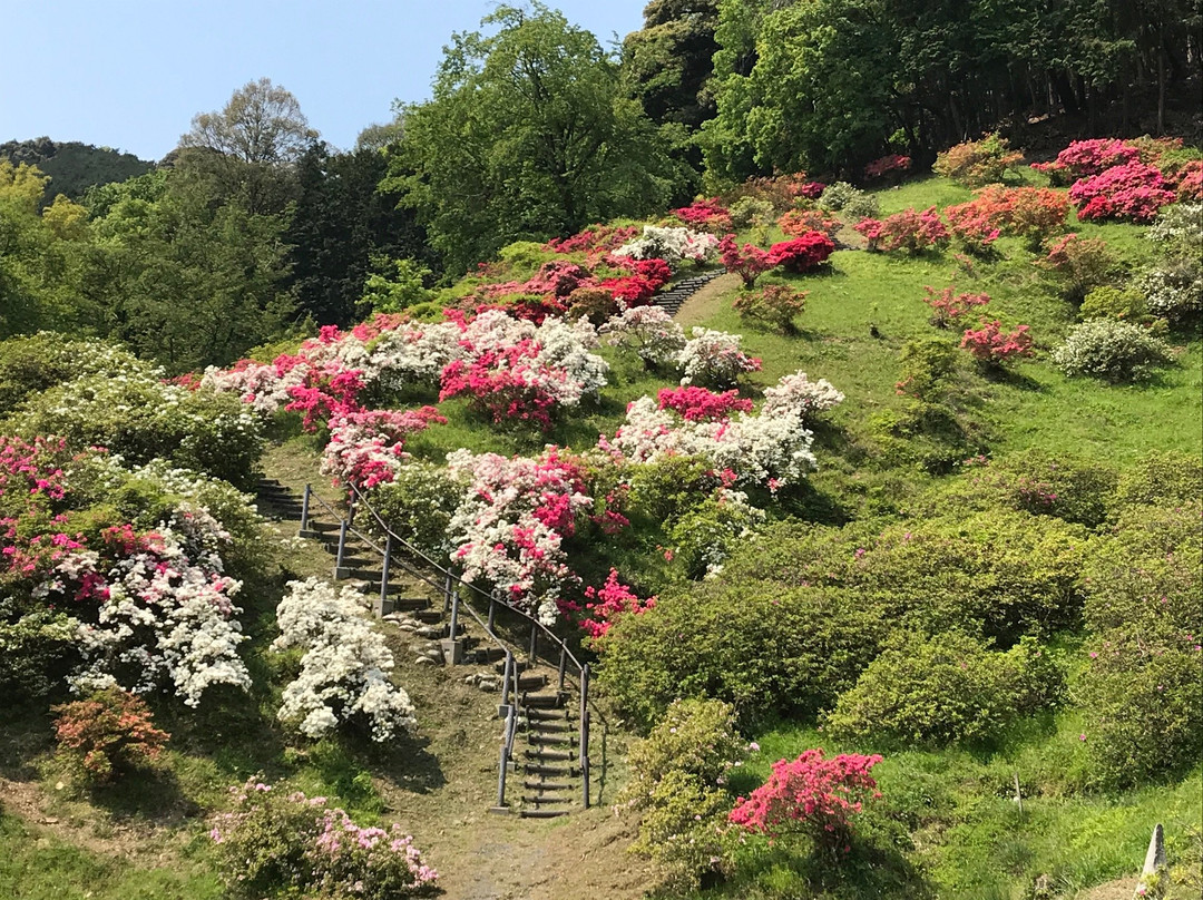 Godaison Azalea Park景点图片