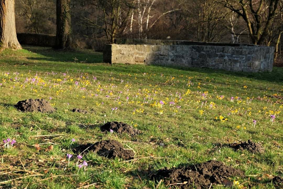 Kurpark-Helmstedt必去景点