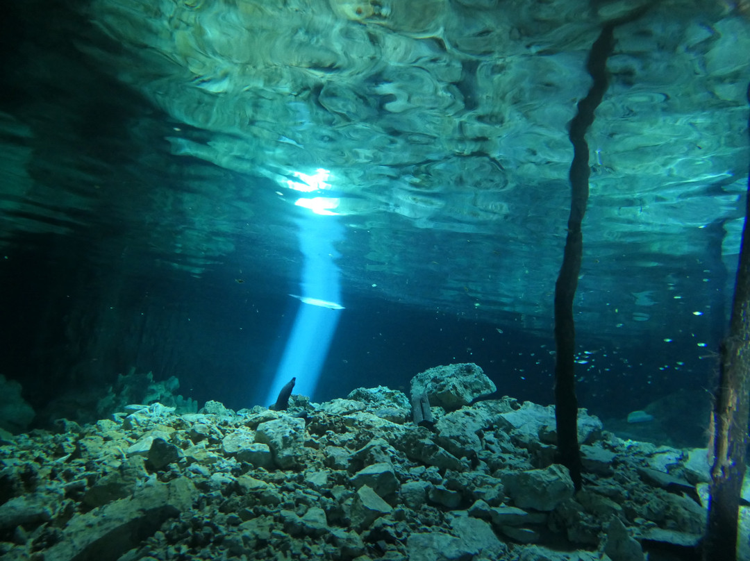 Pro Dive Mexico景点图片