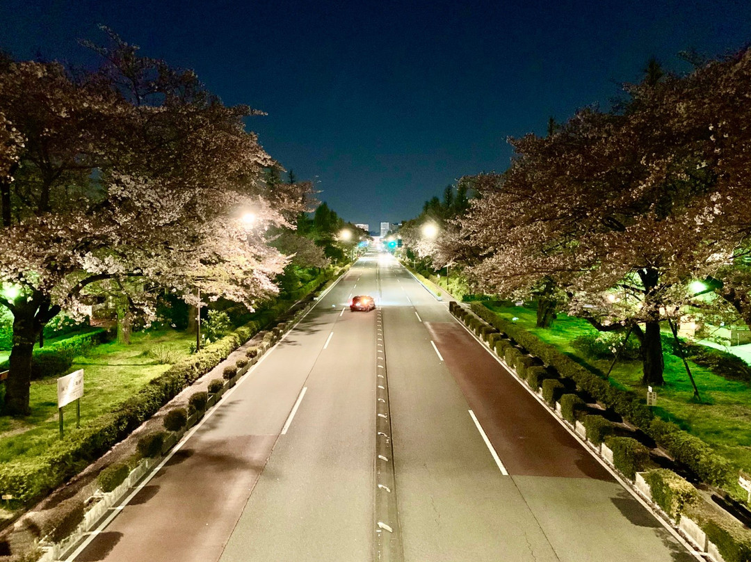 Daigakudori Street-国立市必去景点