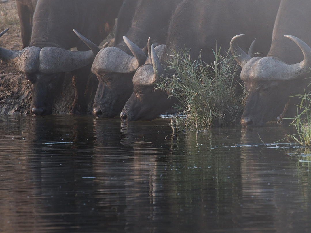 #1 BURIGI CHATO SAFARIS CO LTD -  Tanzania Serengeti big-5 & wildebeest migration Safari tour Agency景点图片
