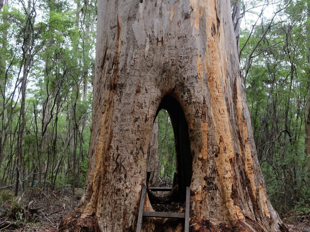 Greater Beedelup National Park-彭伯顿必去景点