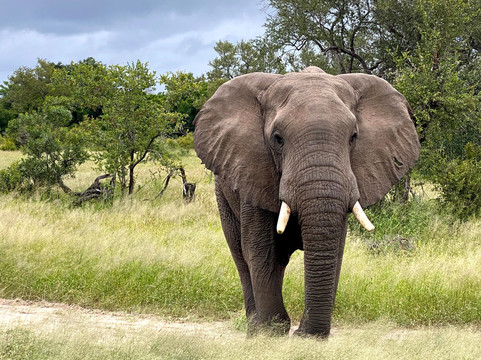 辛巴姆比里狩猎山林小屋主图