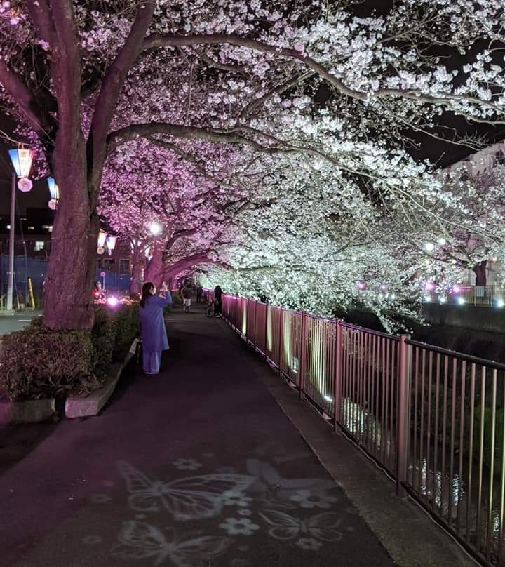 Misawa River Cherry Blossoms-稻城市必去景点