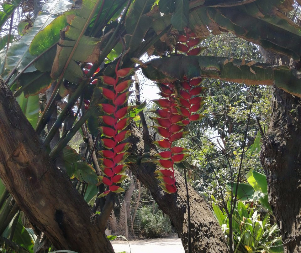 Santuario Del Picaflor-阿里卡必去景点