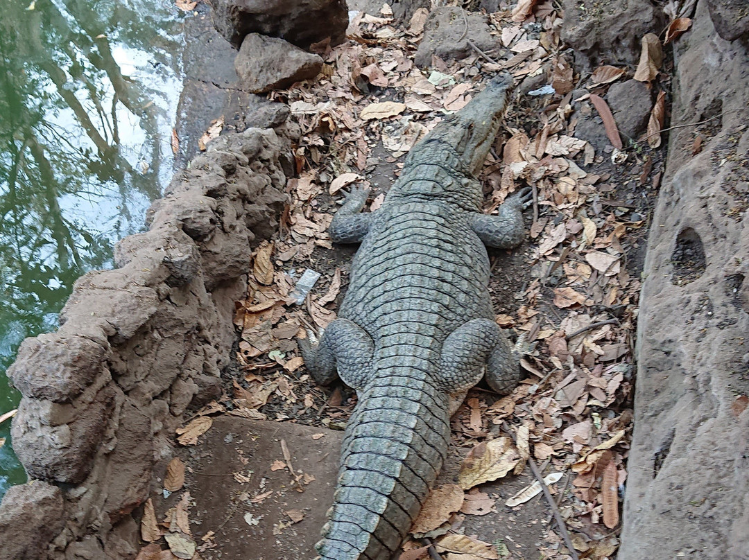 Kachikally Crocodile Pool景点图片