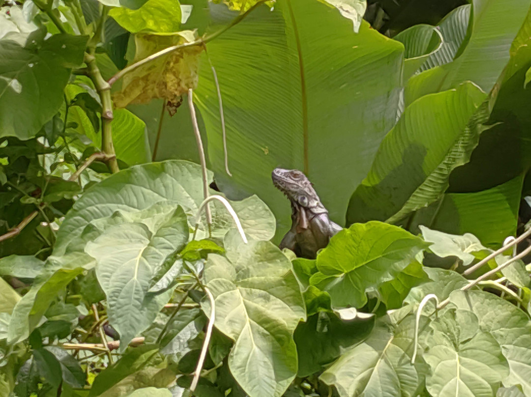 Tortuguero Wildlife Tour景点图片