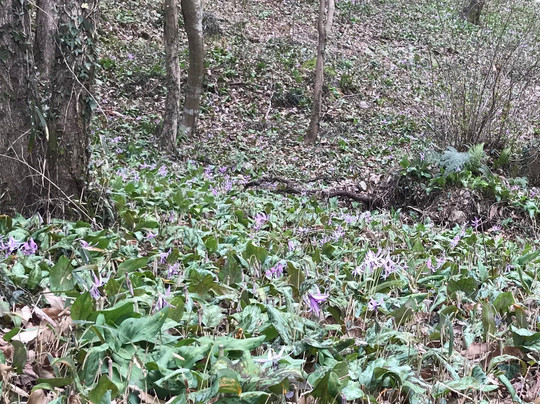 Yunohana Island-可儿市必去景点