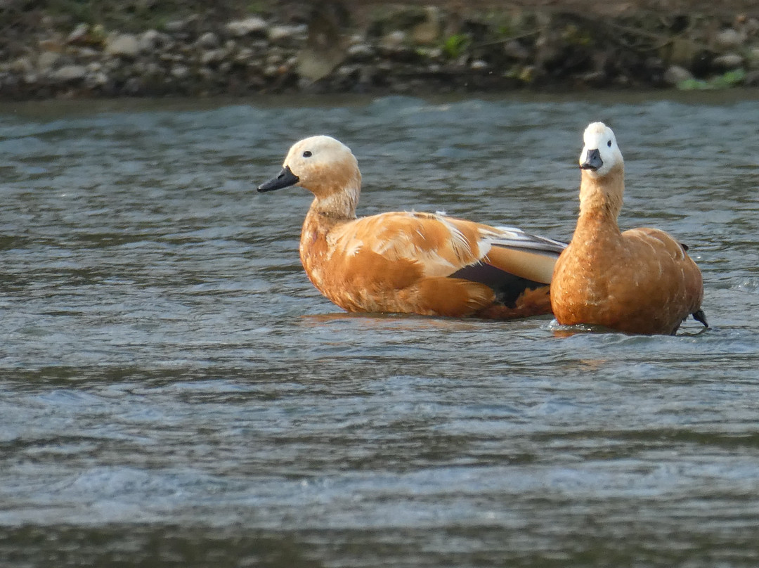 Narayani River-奇旺国家公国必去景点