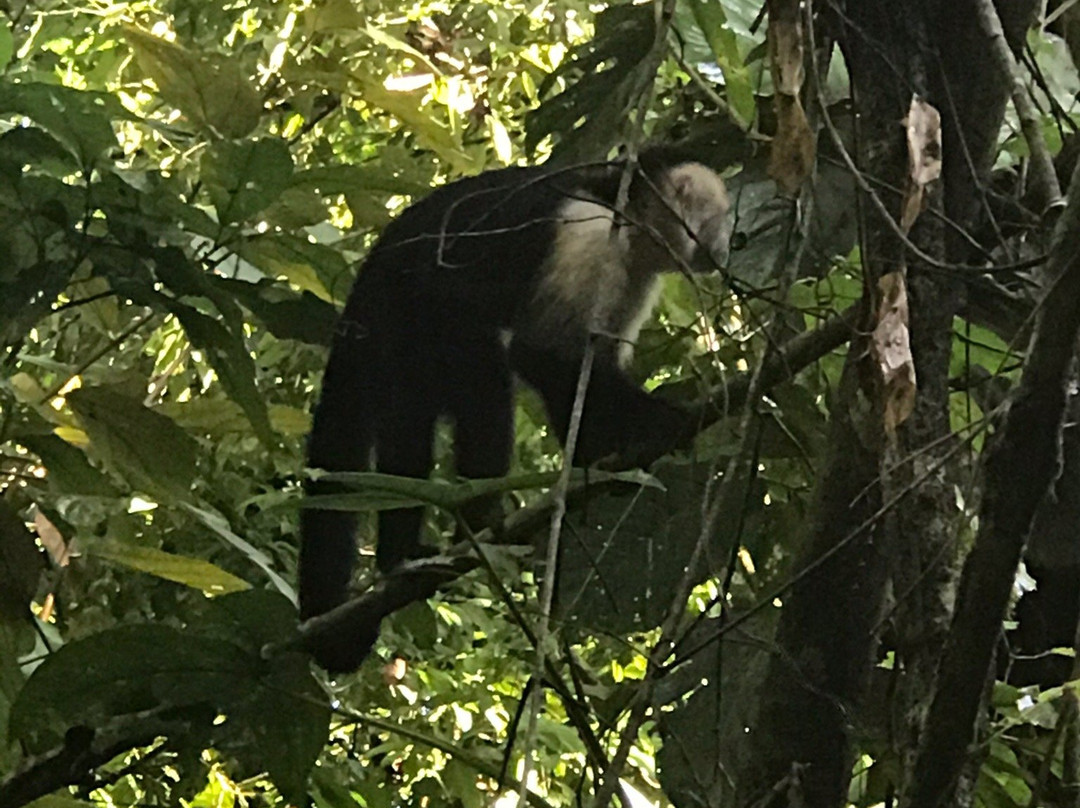 Manuel Antonio National Park景点图片