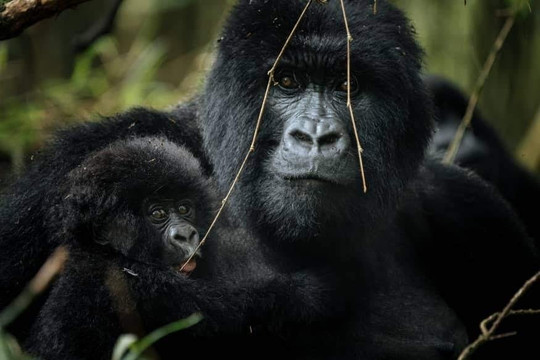 Silver Spark Africa Safaris-内罗毕必去景点