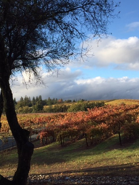 Sentivo Vineyards & Winery景点图片