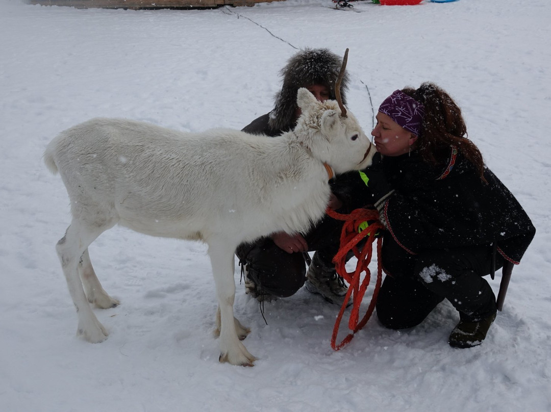Sirmakko Reindeer Farm-罗瓦涅米必去景点