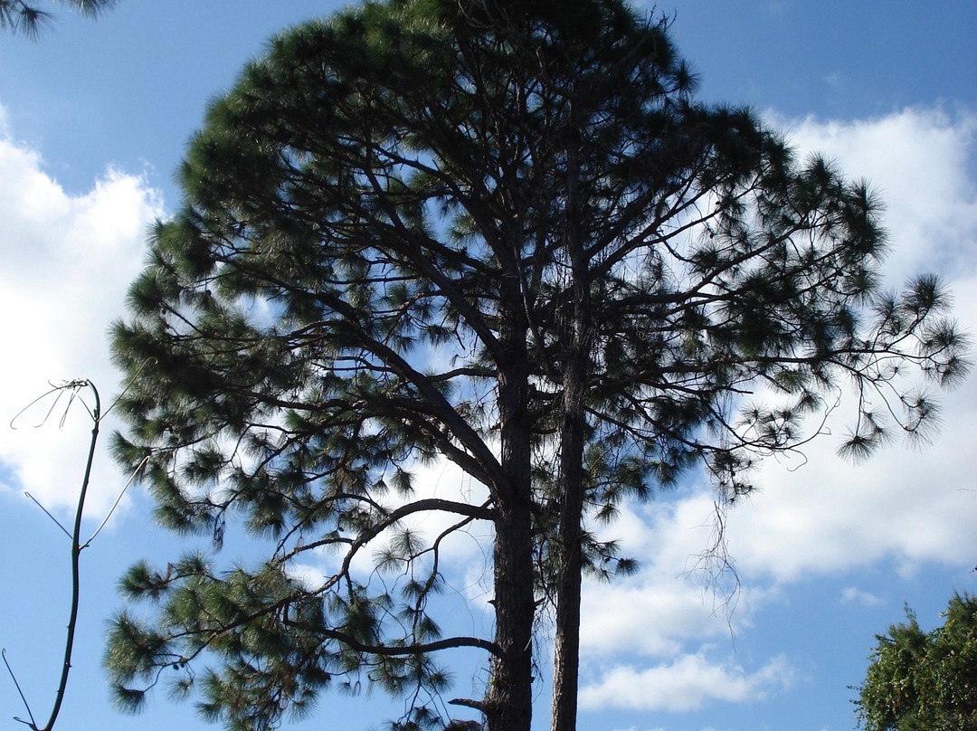 Seacrest Scrub Natural Area-博因顿海滩必去景点