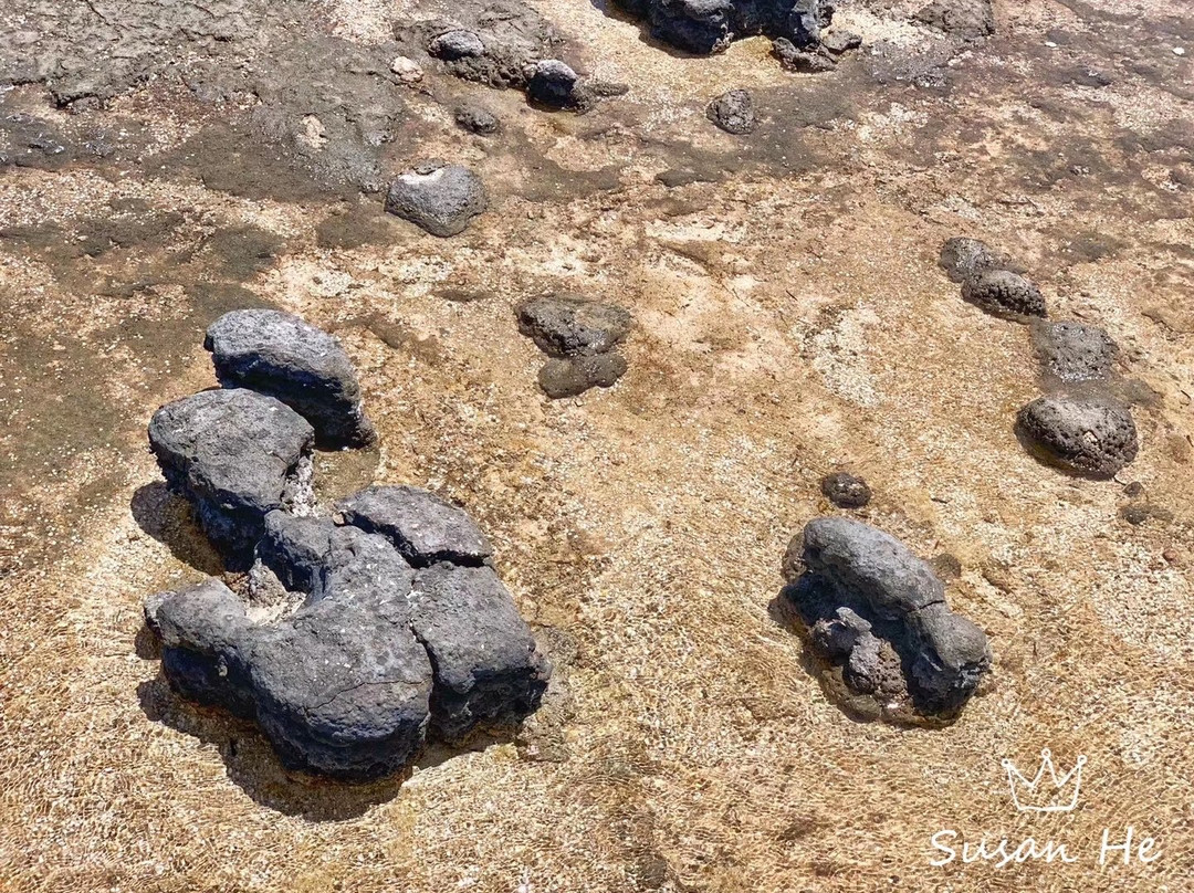 Stromatolites-塞万提斯必去景点