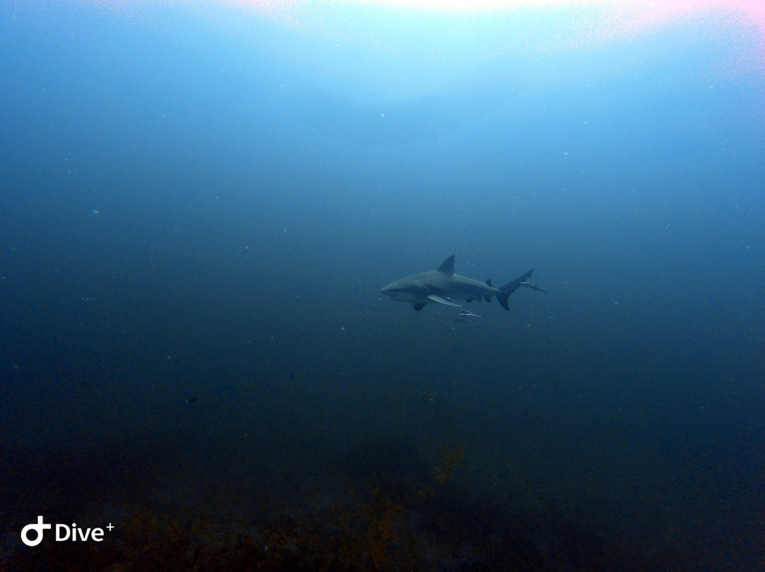 Gozo Azul Diving景点图片