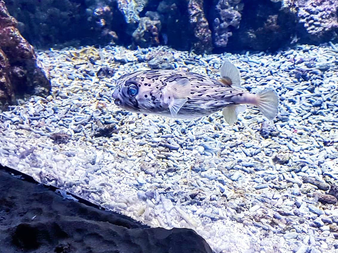 Acquario di Livorno景点图片