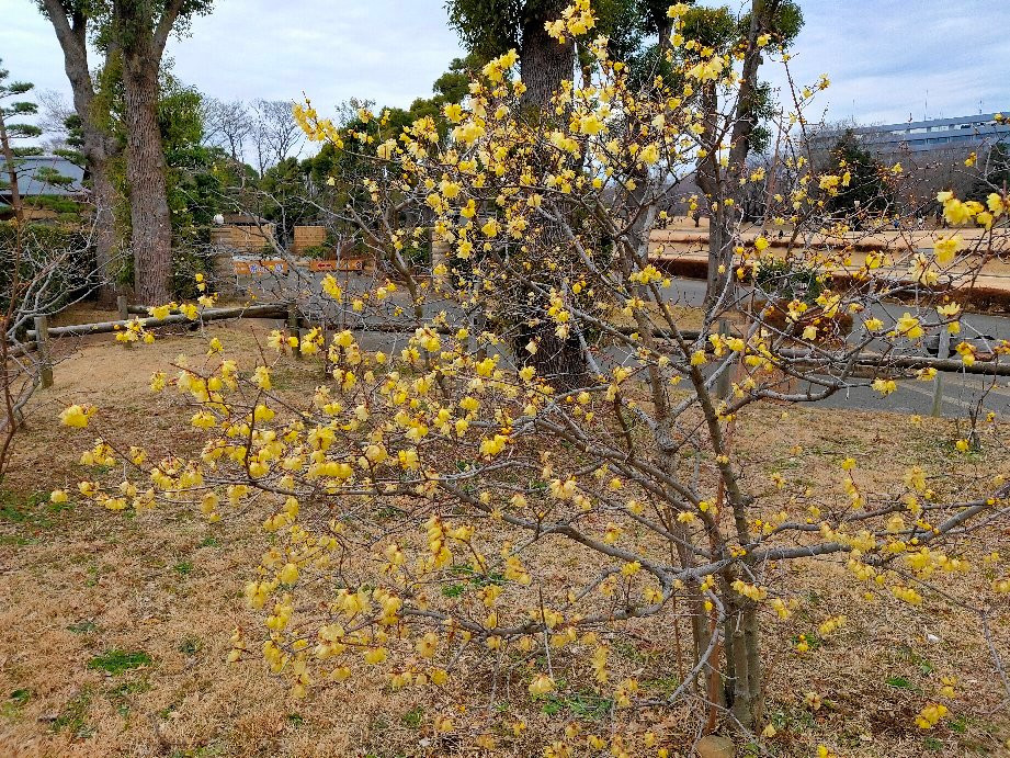 Robai Park-所泽市必去景点