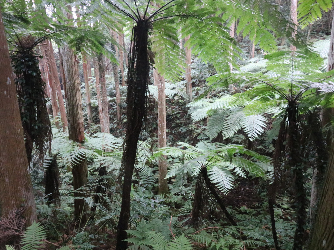 Flying Spider-Monkey Tree Ferns of Ota景点图片