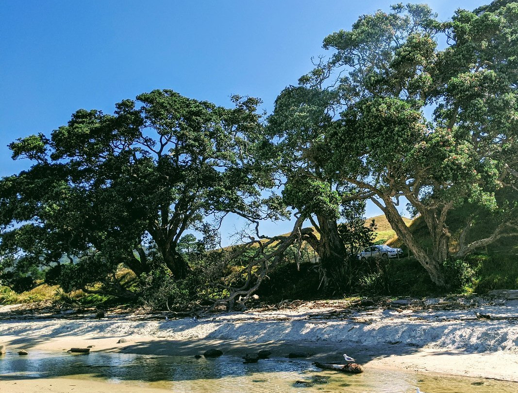 Whangapoua Beach景点图片