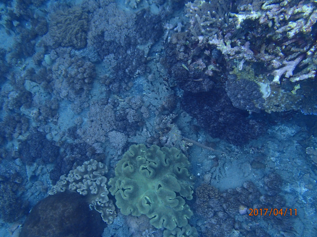 蓝梦岛潜水中心景点图片