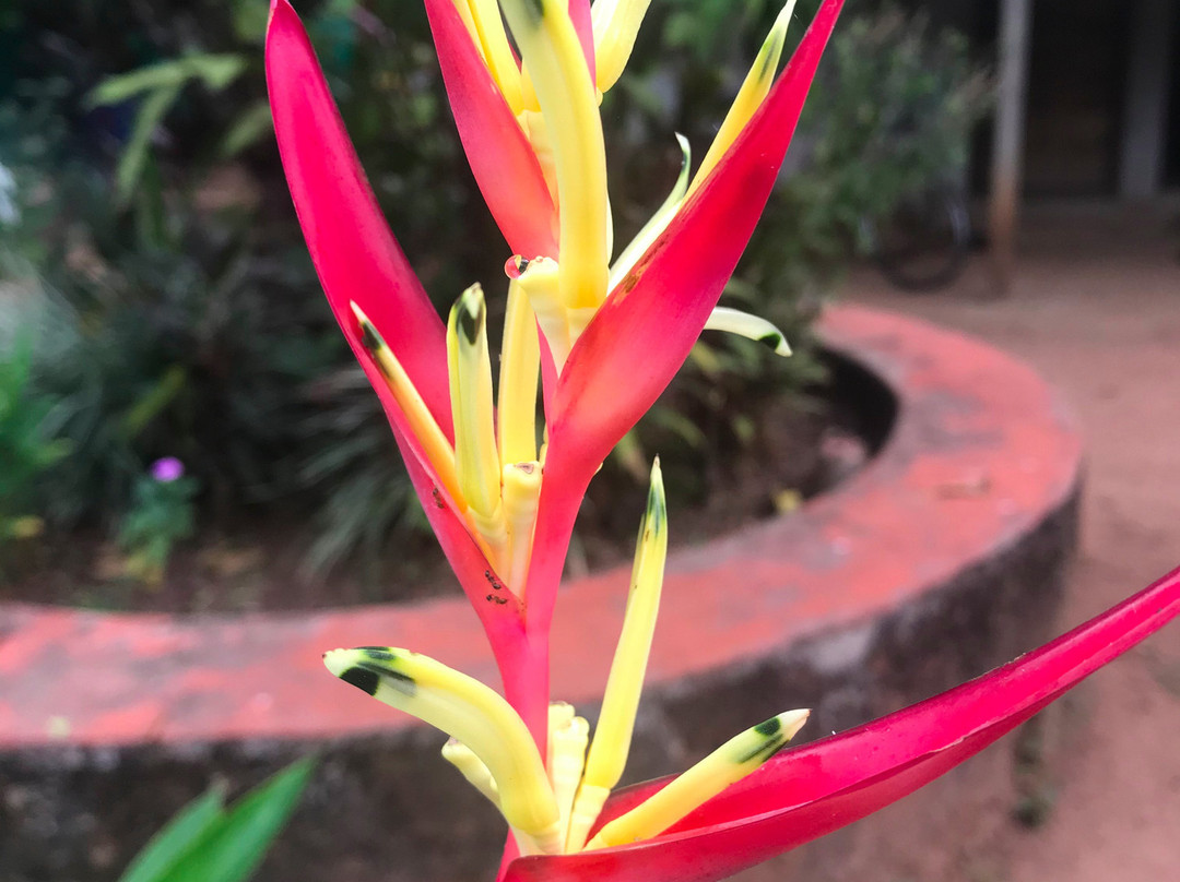 Dhuri Homestays主图