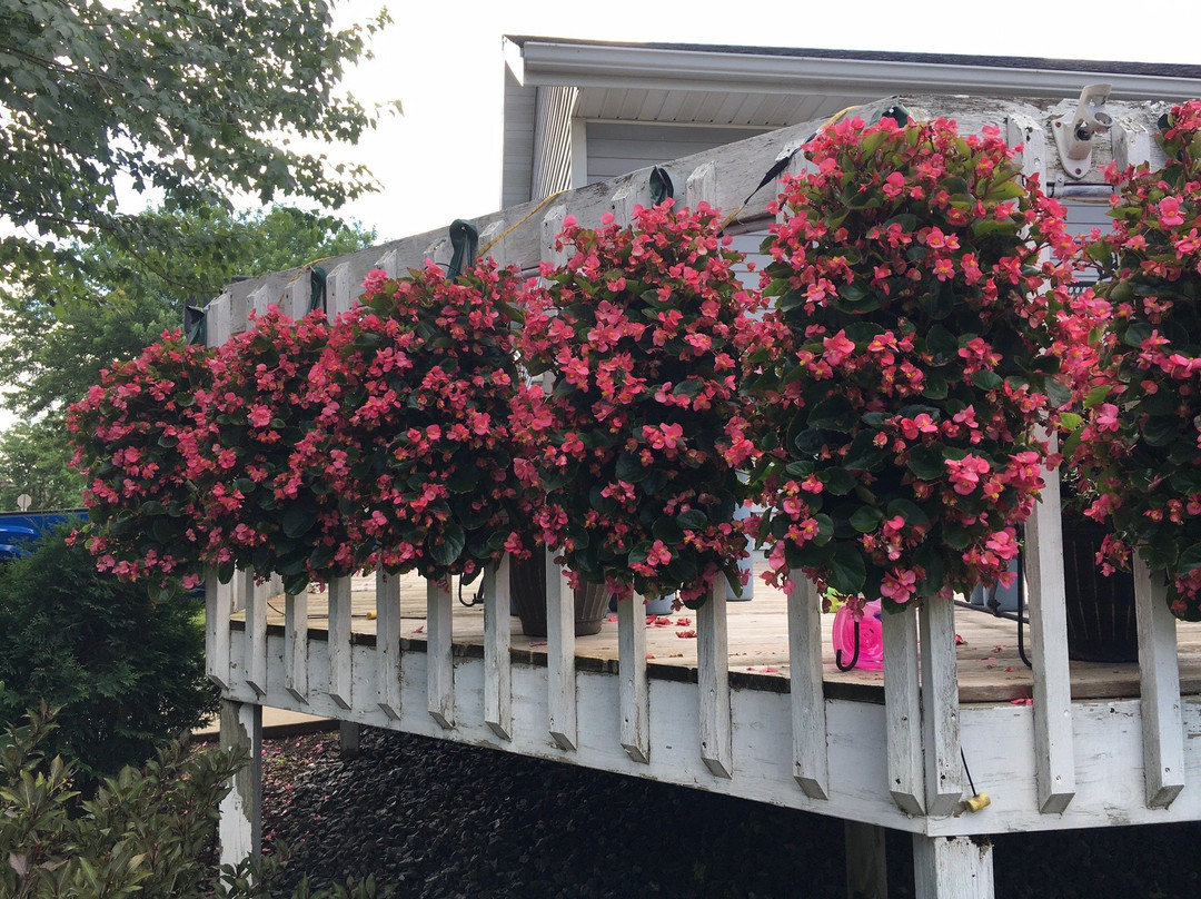 Donahue's Greenhouse-法里博必去景点