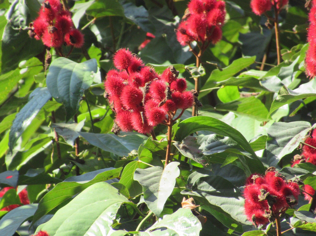 Bengal Safari-西里古里必去景点