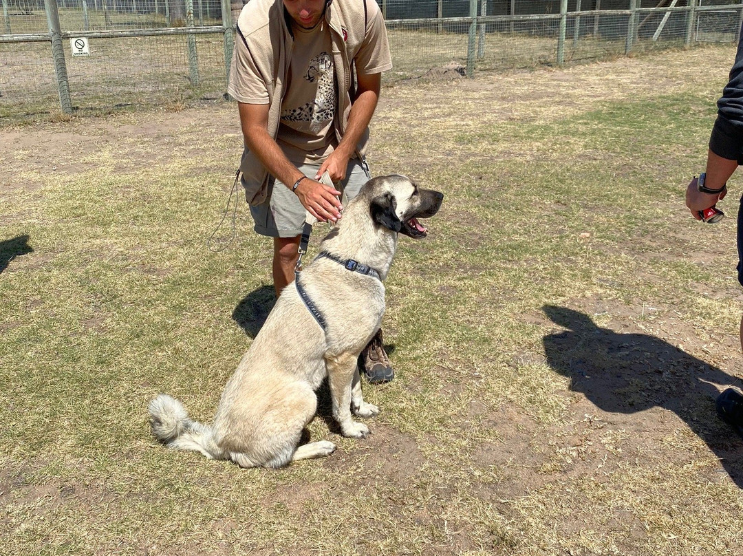 Cheetah Outreach - Somerset West景点图片