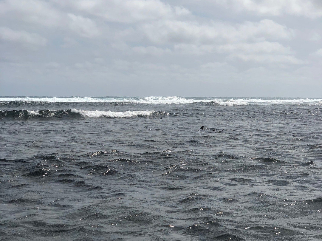 Shark Bay景点图片