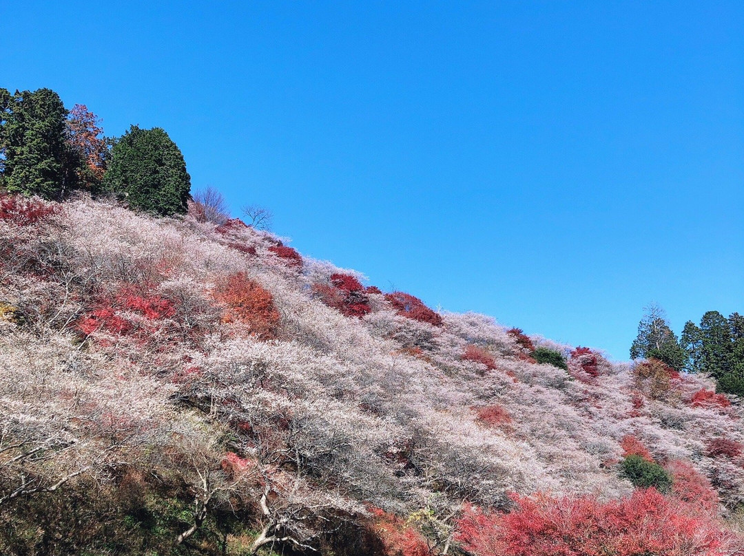 Semmi Shikizakura no Sato-丰田市必去景点
