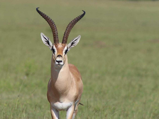 Wilderness explorers tours and safaris-蒙巴萨必去景点