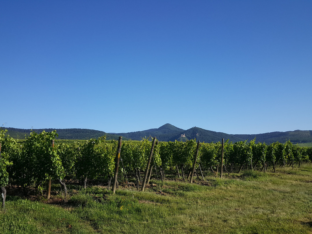 Zellenberg旅游攻略图片