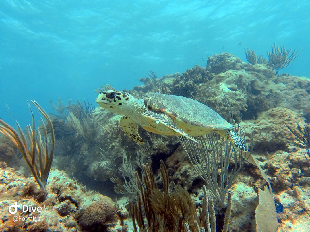 Sea Ventures Dive Center-法哈多必去景点