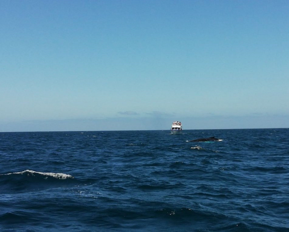 Whale Watching mit CaboKaiTours-萨尔雷必去景点