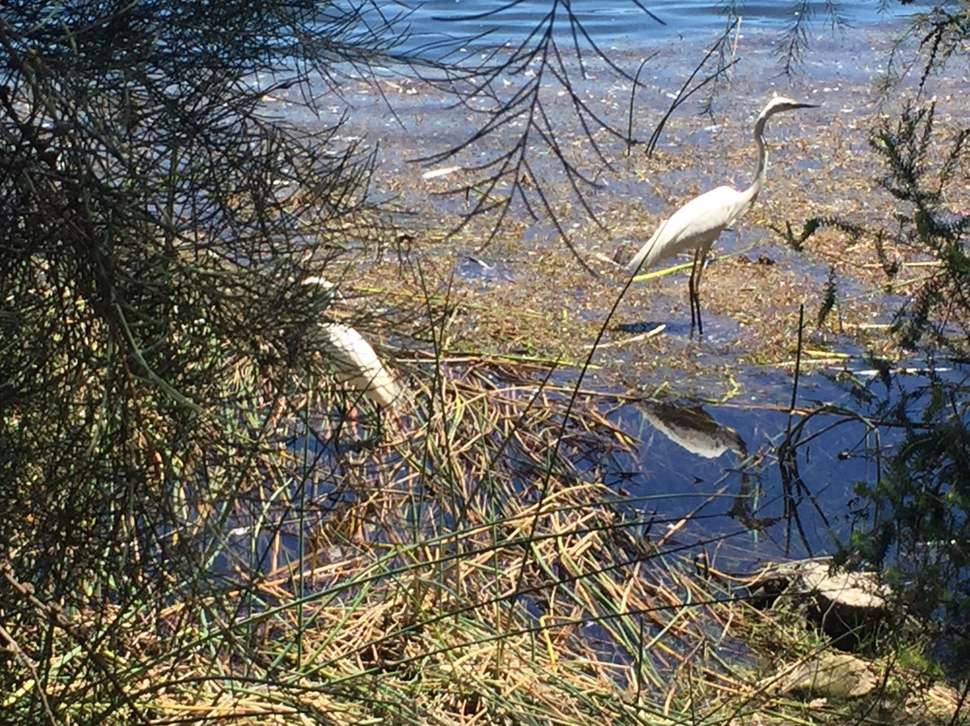 Lake Monger景点图片