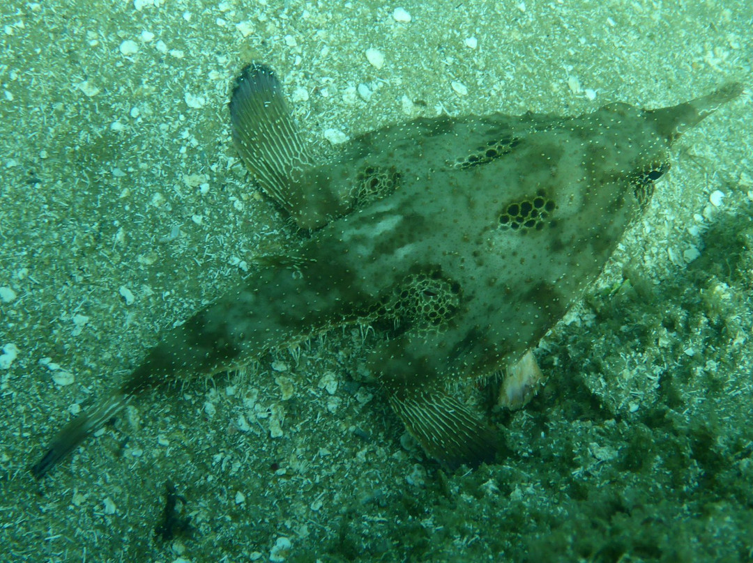 Carpe Diem Dive Center-Marau必去景点