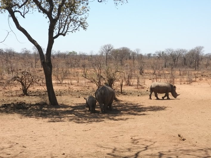 Afrizim Rhino Walk - Mosi Oa Tunya Park-李文斯顿必去景点