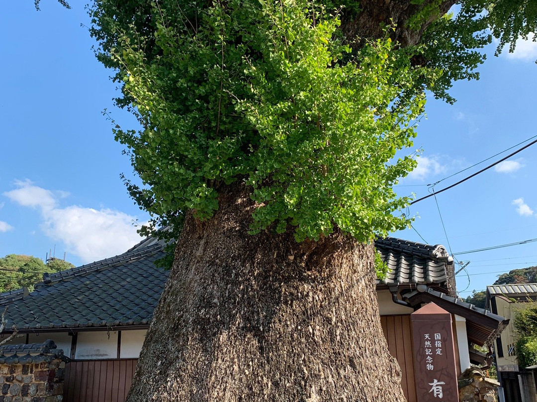 Izumiyama Large Ginkgo Tree景点图片